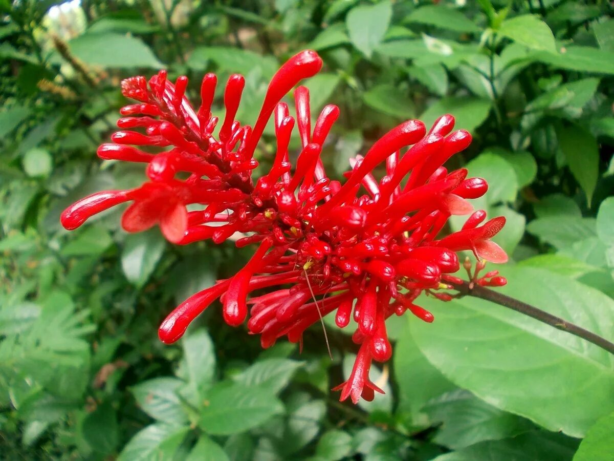 Растения красной фото и названия Free Images : nature, flora, flowers, red flower, sri lanka, flowering plant, fl