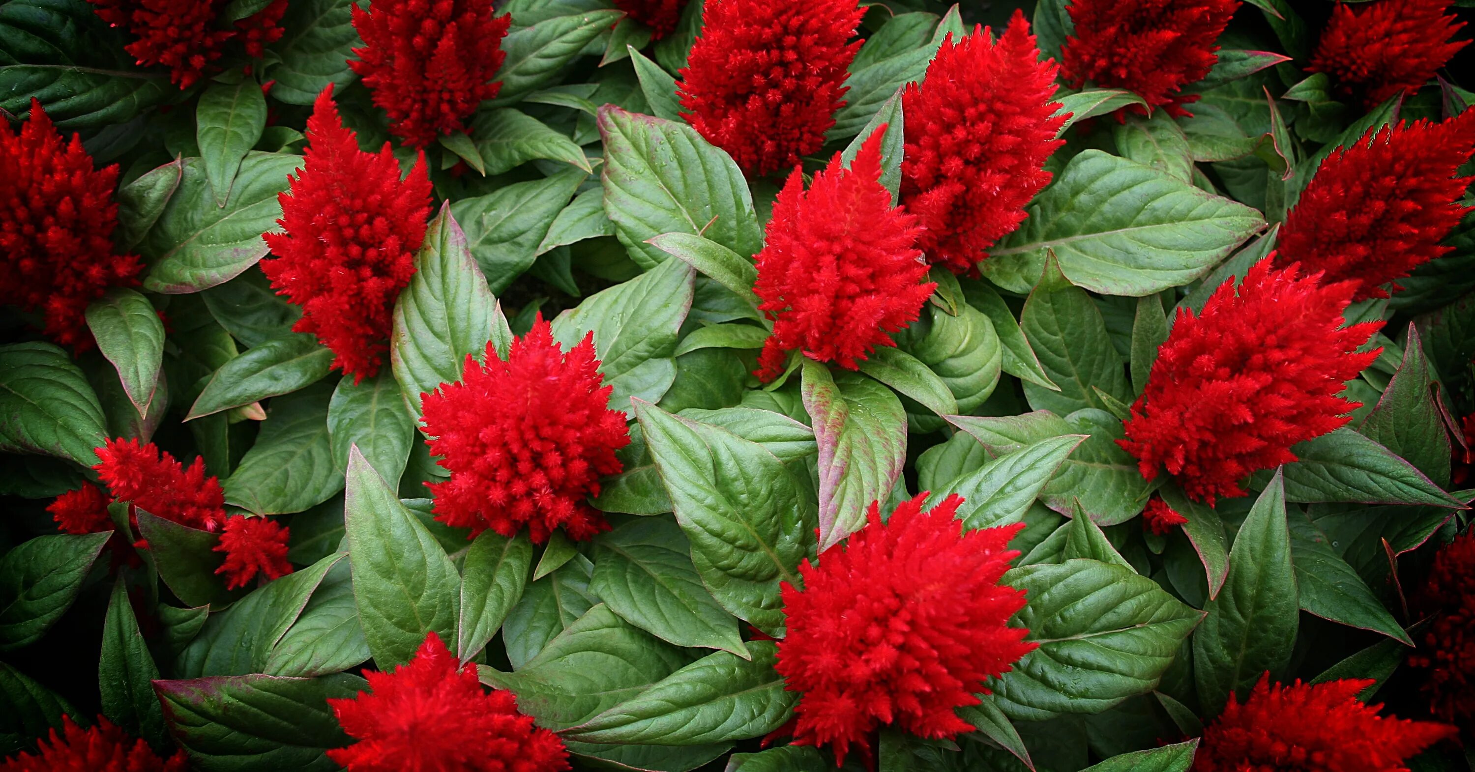 Растения красной фото и названия Free Images : nature, abstract, flower, red, herb, flowers, shrub, cockscomb, fl