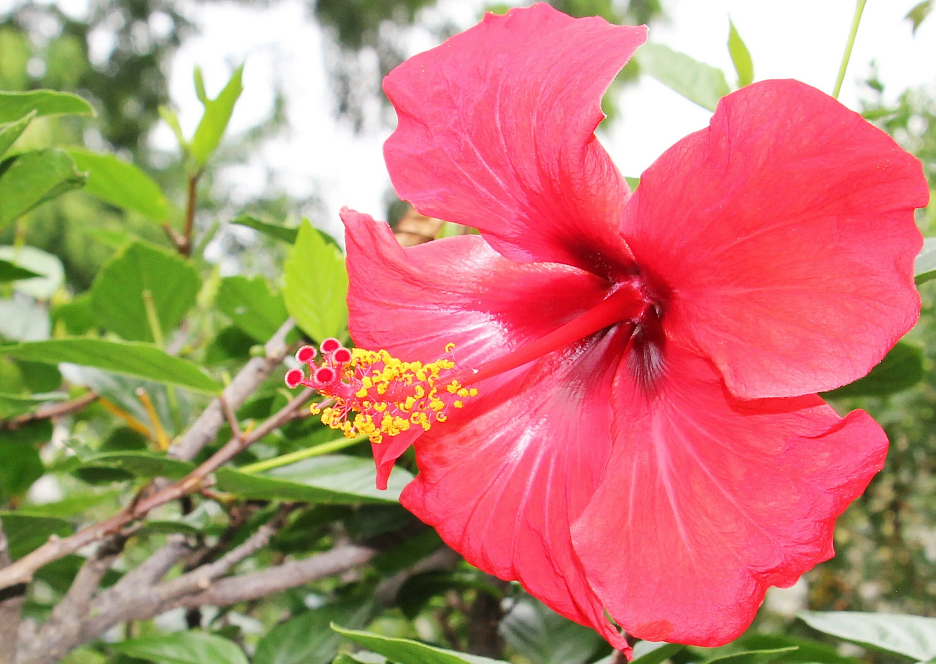 Растения красной фото и названия Free Images : nature, blossom, petal, botany, flora, red flower, shrub, marshmal