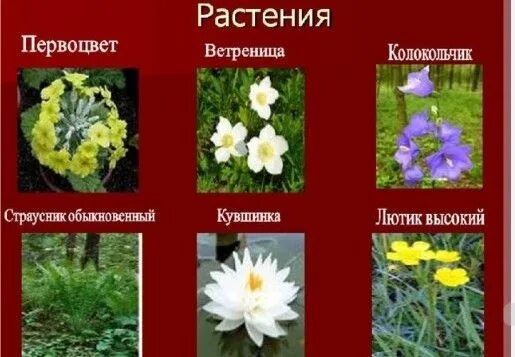 Растения красной фото и описание Educational organizations of the education department of the city of Karaganda -