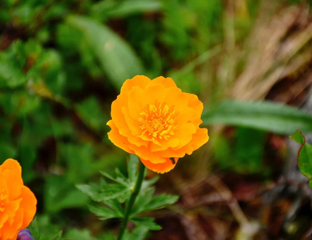 Растения красной книги красноярского края фото Trollius asiaticus - Image of an specimen - Plantarium