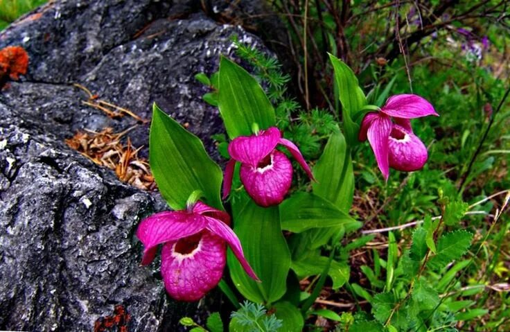 Растения красной книги красноярского края фото 77) Одноклассники Plants, Garden, Album