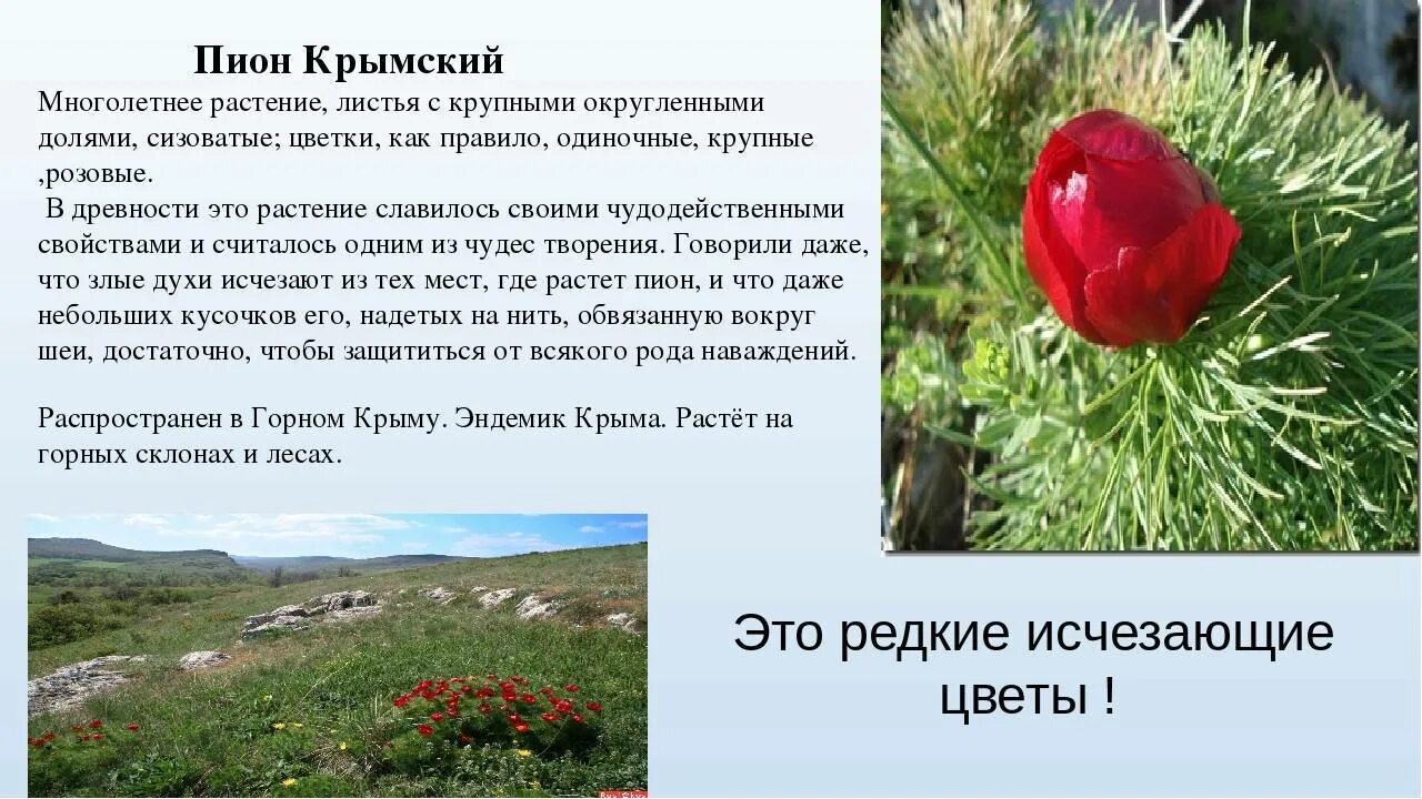 Растения красной книги крыма фото и описание Проект редкие растения крыма