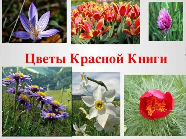 Растения красной книги названия фото Цветы из Красной Книги Растения, Цветы, Цветок