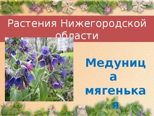 Растения красной книги нижегородской области фото Тема: "Охрана растений. Красная книга России"