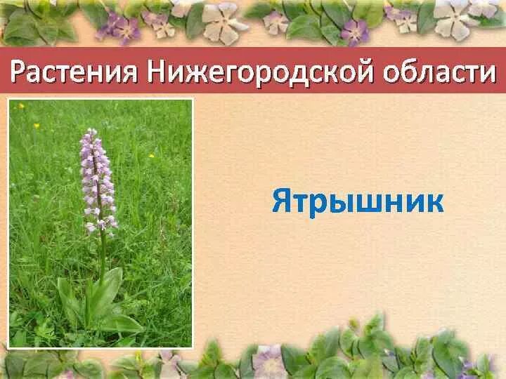 Растения красной книги нижегородской области фото Картинки ЦВЕТЫ НИЖЕГОРОДСКАЯ ОБЛАСТЬ