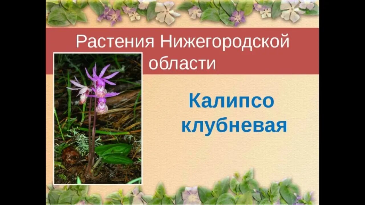 Растения красной книги нижегородской области фото растения красной книги - YouTube