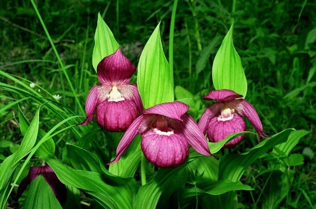 Растения красной книги россии фото и названия Main causes leading to regional extinction of Red Books of Russia plants identif