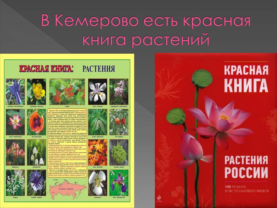 Растения красной книги россии фото и названия Какие виды растений в красной книге