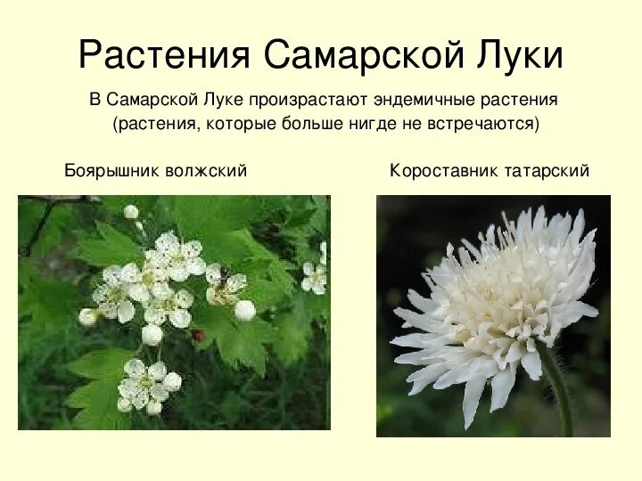 Растения красной книги самарской области фото Презентация к итоговому мероприятию по патриотическому воспитанию "Самарский кра