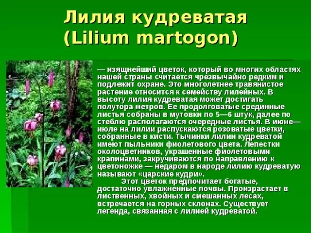 Растения красноярского края фото и описание Редкие растения Красноярского края