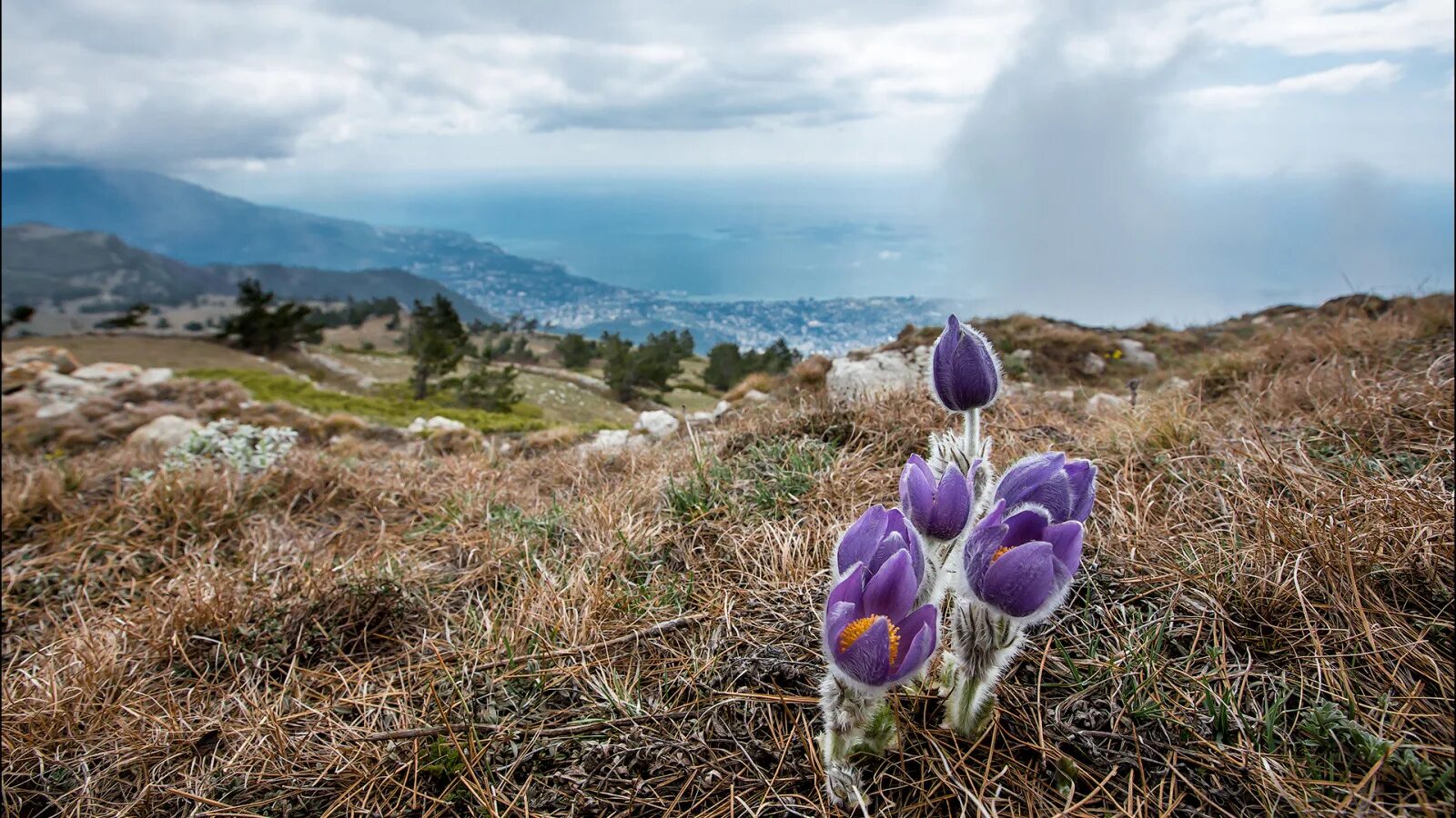 Растения крыма фото Download wallpaper flower, purple, the sky, grass, trees, landscape, mountains, 