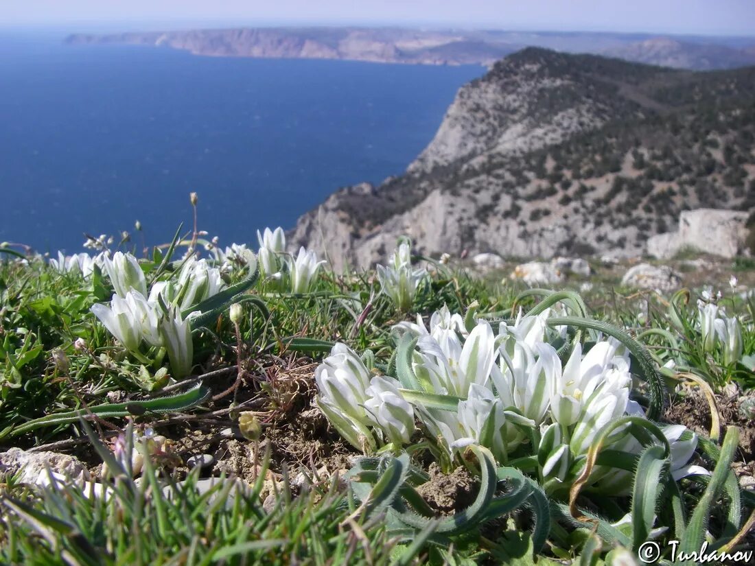 Растения крыма фото Ornithogalum fimbriatum - Image of an specimen - Plantarium