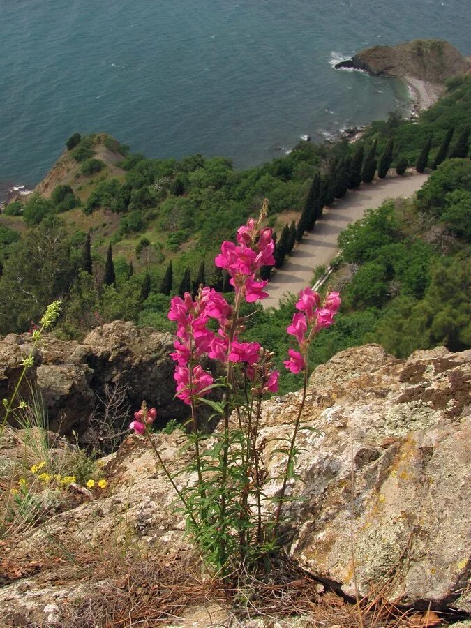 Растения крыма фото Antirrhinum majus - Изображение особи - Плантариум