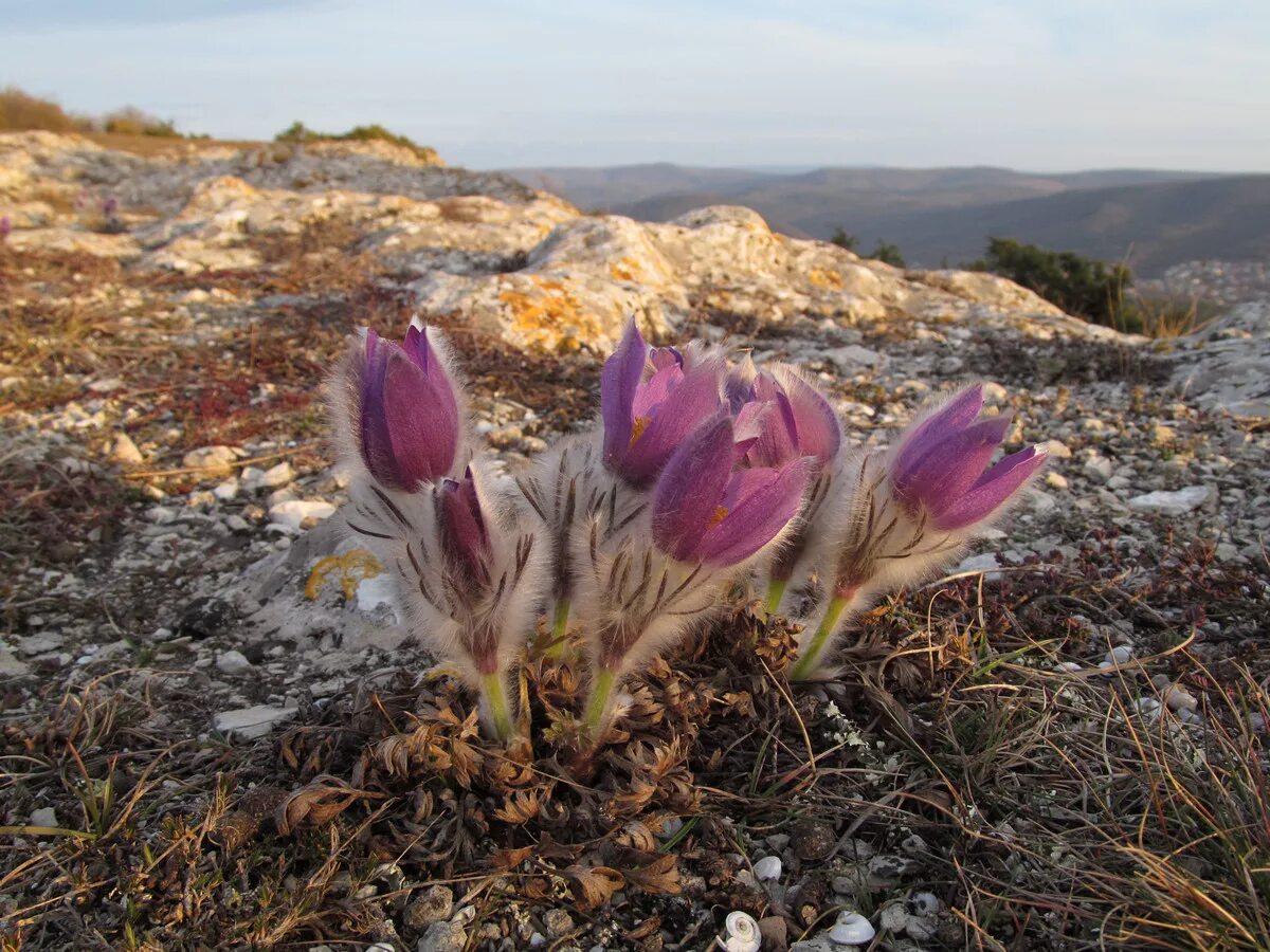 Растения крыма фото Pulsatilla taurica - Image of an specimen - Plantarium