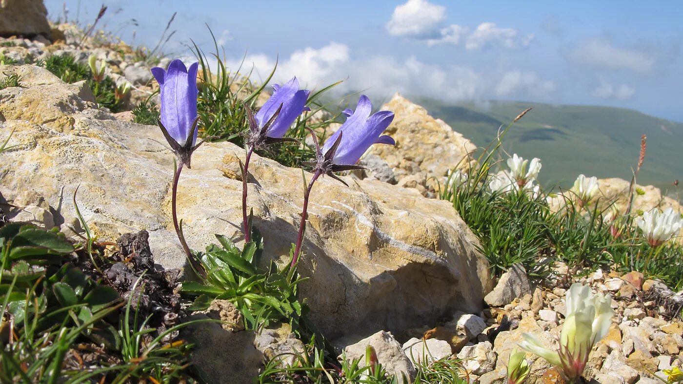 Растения крыма фото Campanula ciliata - Image of an specimen - Plantarium