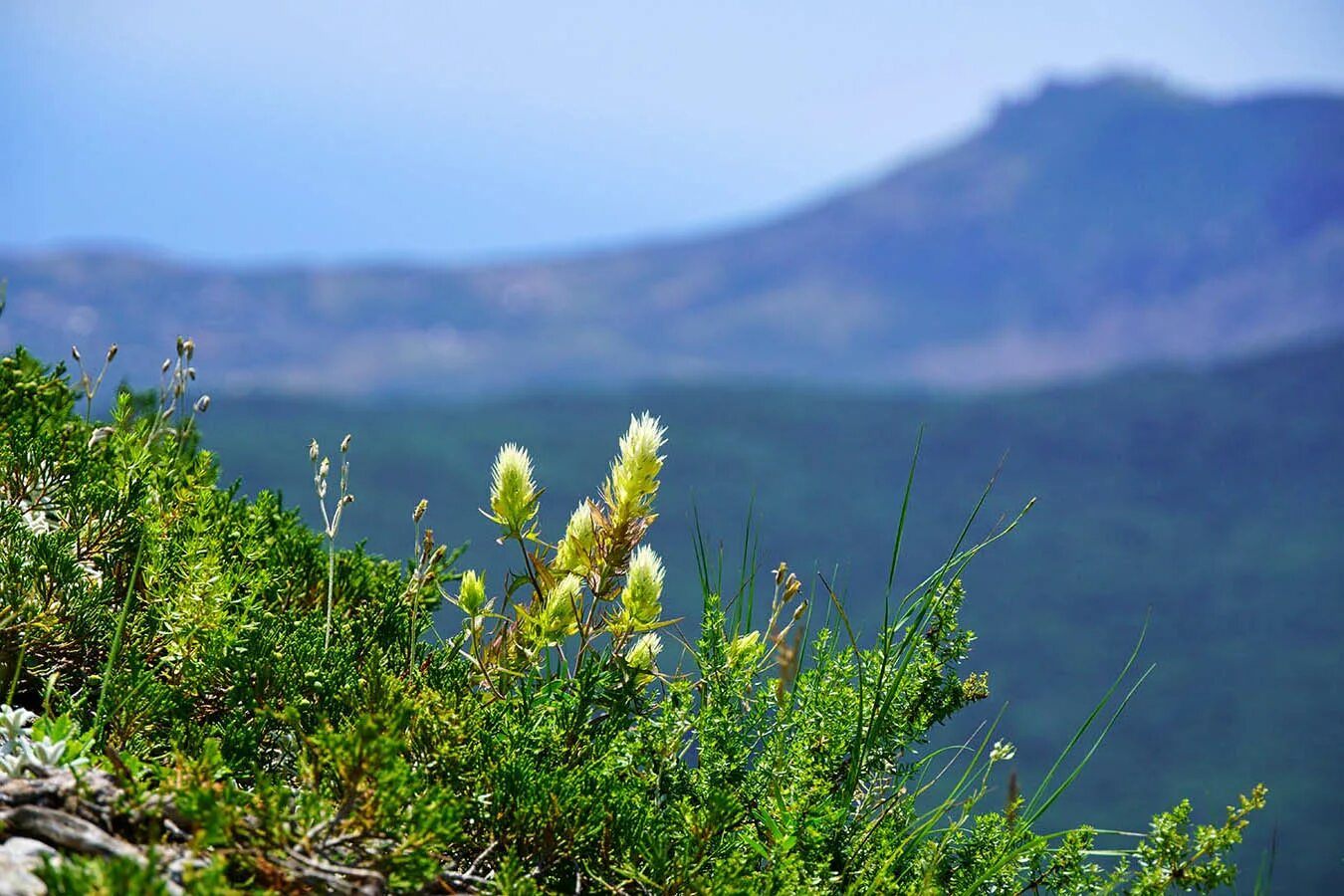 Растения крыма фото Марьянник полевой / Крым