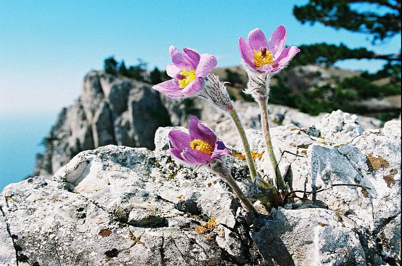 Растения крыма фото Фото с тегом "крымский заповедник снято пленка" - Russian Traveler