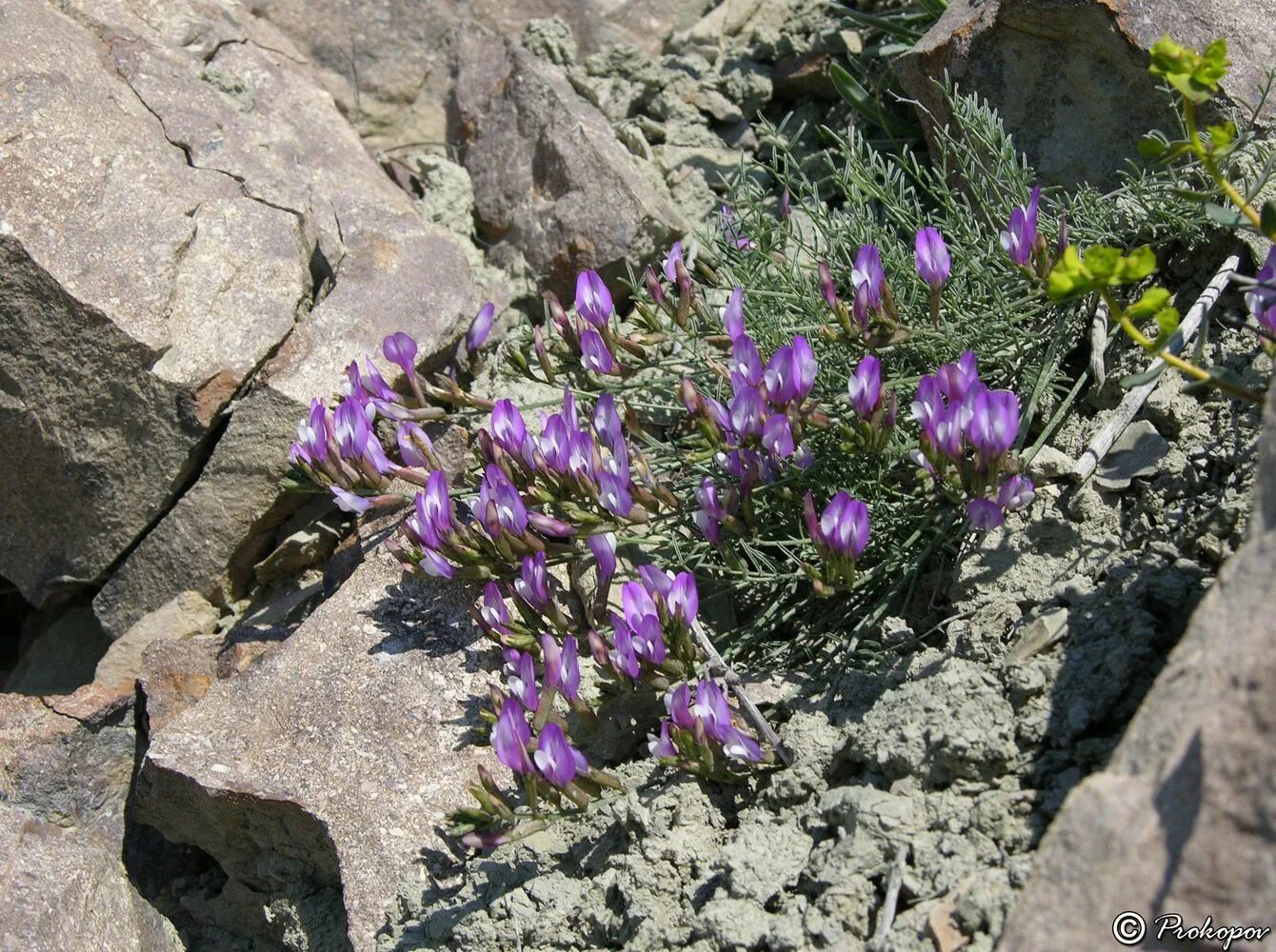 Растения крыма фото Astragalus subuliformis - Image of an specimen - Plantarium