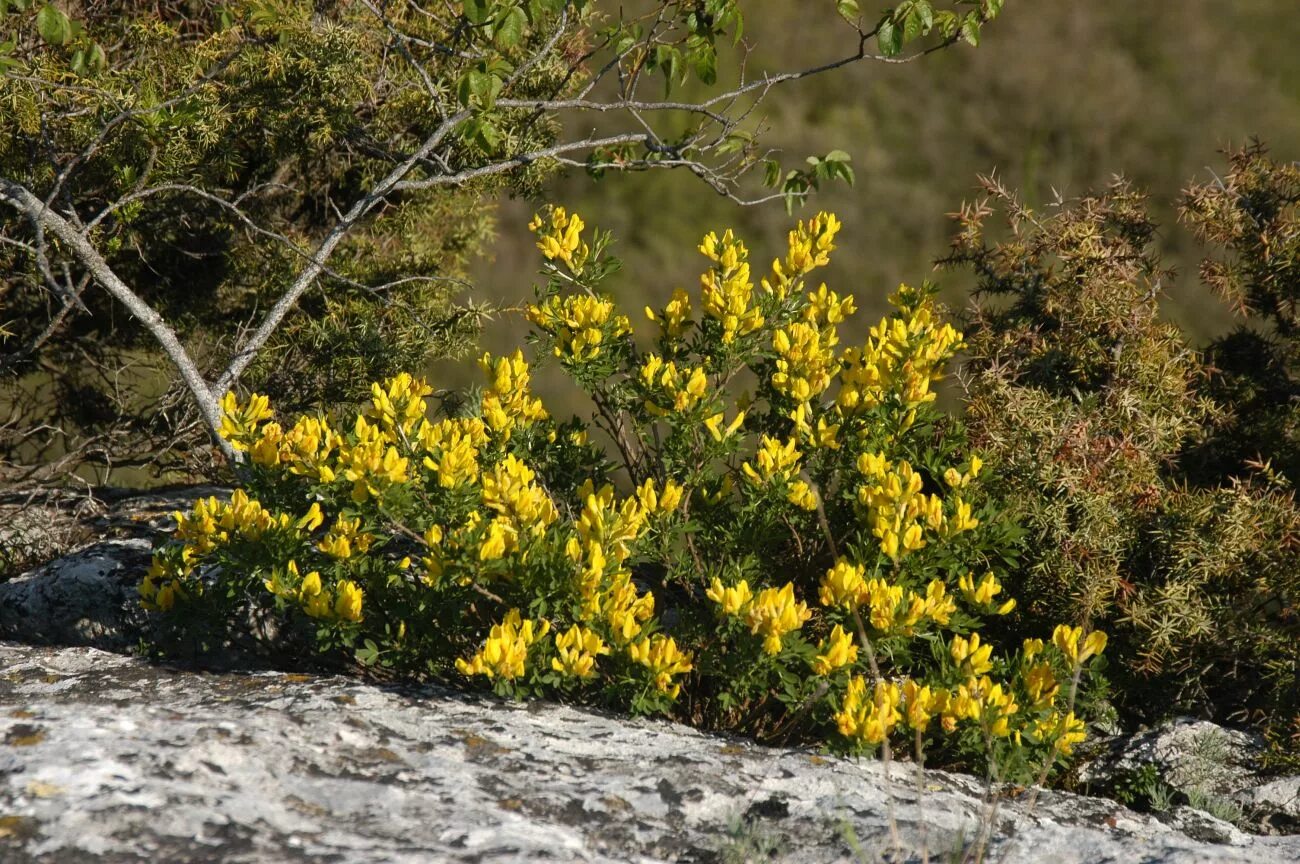 Растения крыма фото Chamaecytisus ruthenicus - Image of an specimen - Plantarium