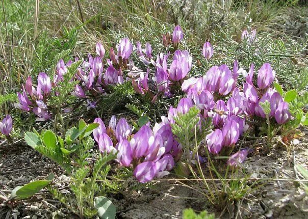 Растения крыма фото и названия Астрагал крымский (Astragalus tauricus) (с изображениями) Растения