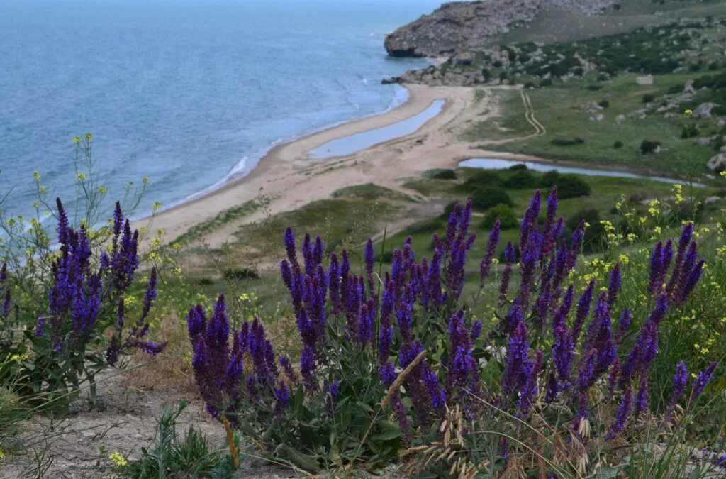 Растения крыма фото и названия Шалфей Крымский купить саженцы почтой по низкой цене в интернет-магазине при пит