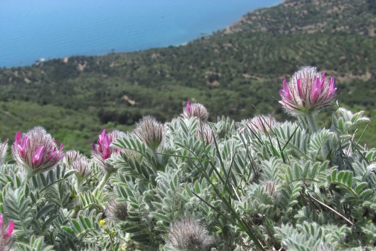 Растения крыма фото и названия Astragalus setosulus - Image of an specimen - Plantarium