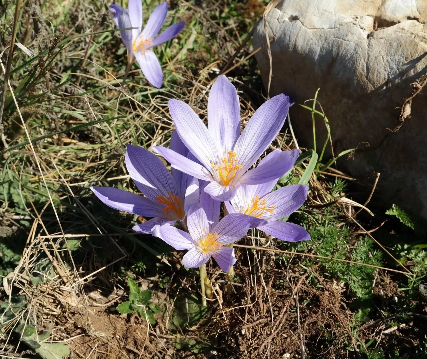 Растения крыма фото и описание Crocus speciosus - Изображение особи - Плантариум