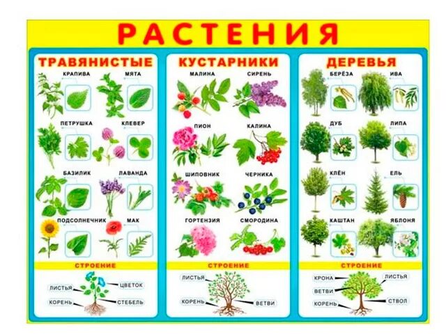 Растения кустарники названия и фото Купить Плакат А2 "Растения" Р2-193 в интернет-магазине Студент