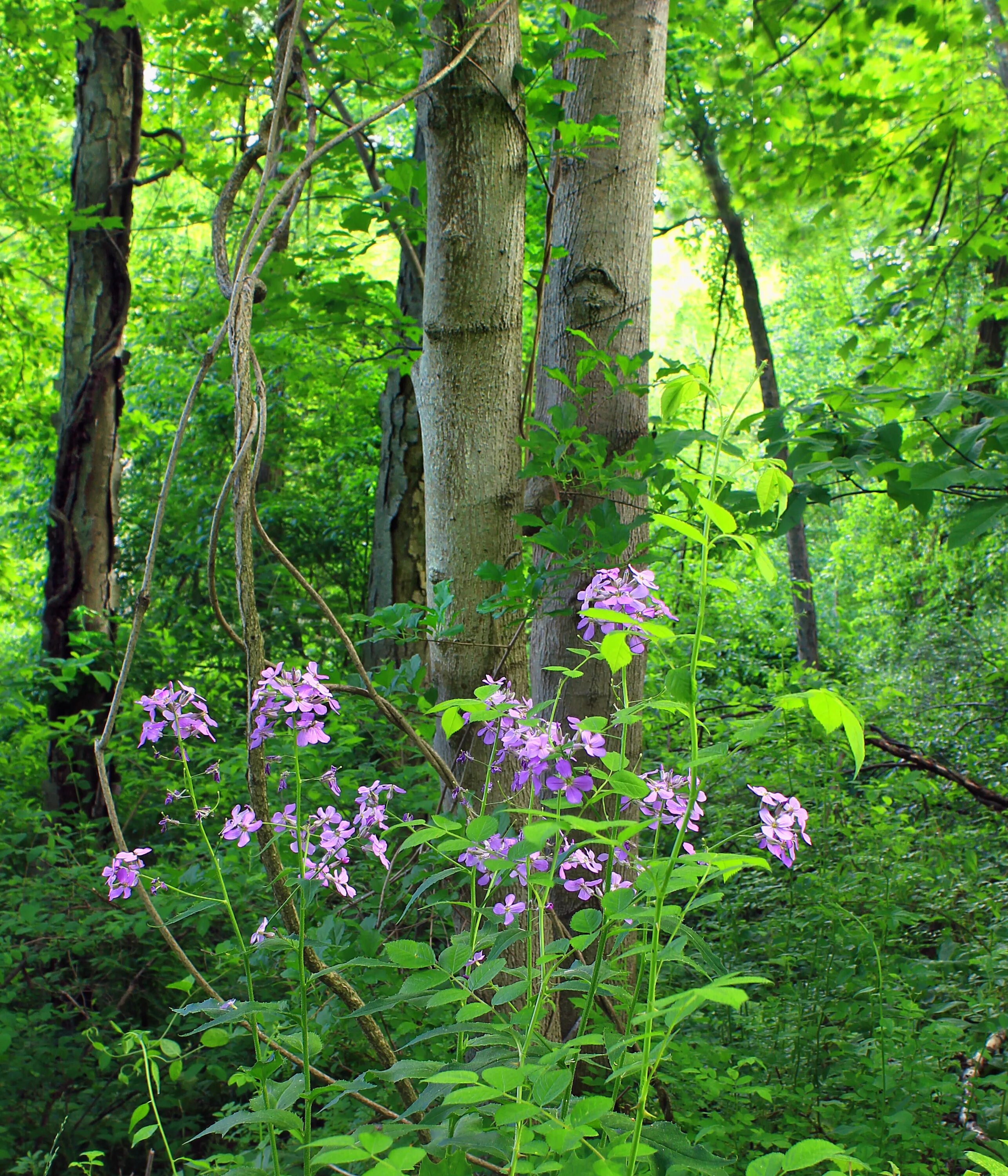 Растения леса фото File:Texter Mountain Nature Preserve (Revisit) (9) (14302396996).jpg - Wikimedia