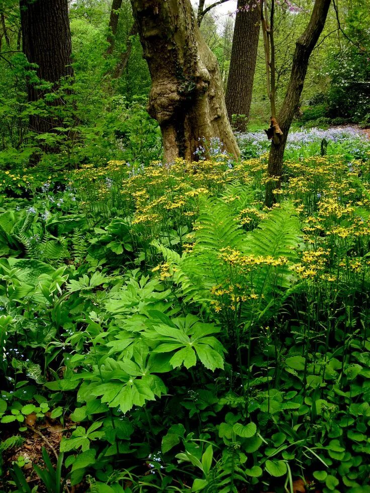 Растения леса фото Woodland plants, Shade garden, Shade plants