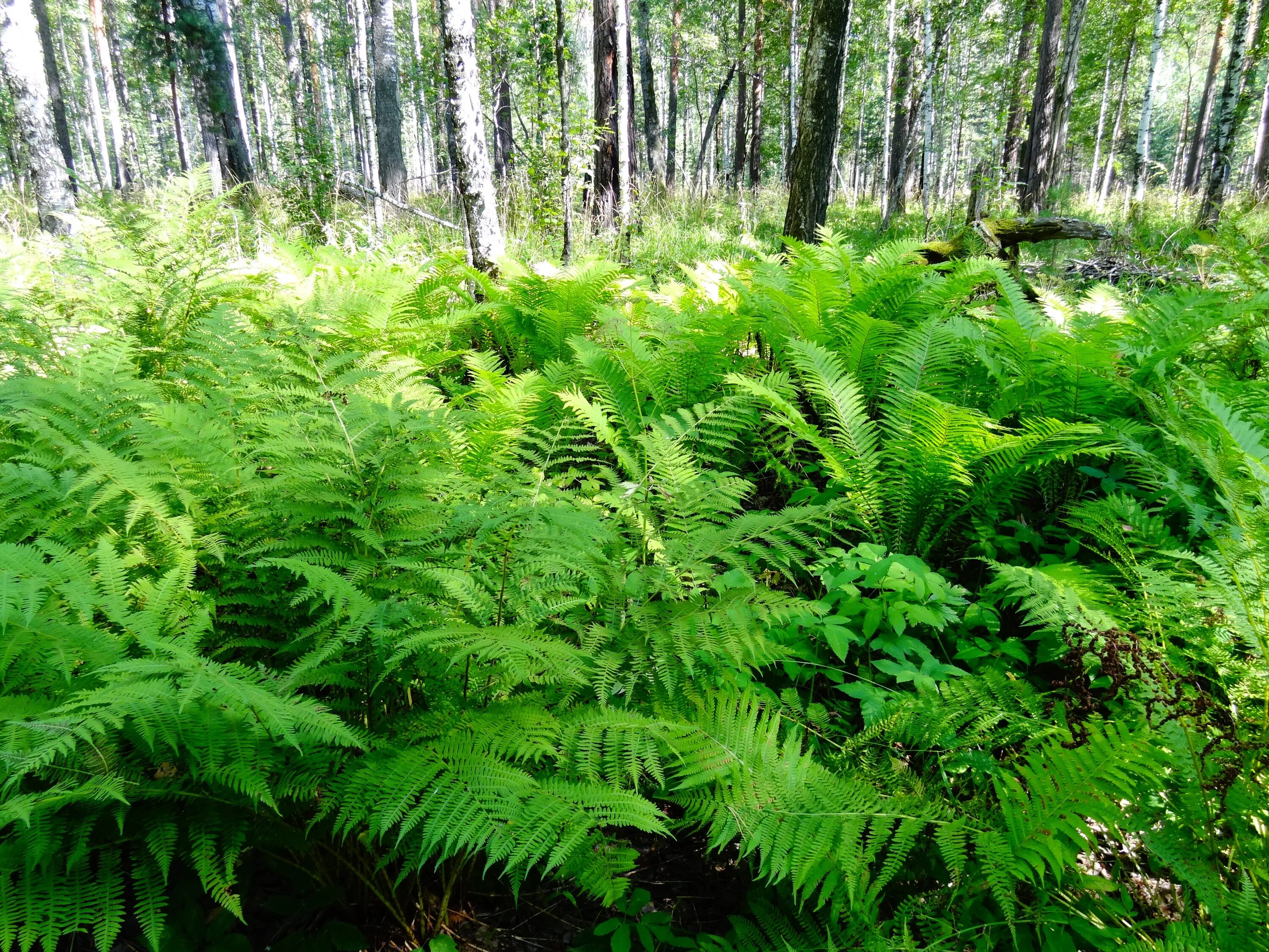 Растения леса фото Nature Forest Summer free image download