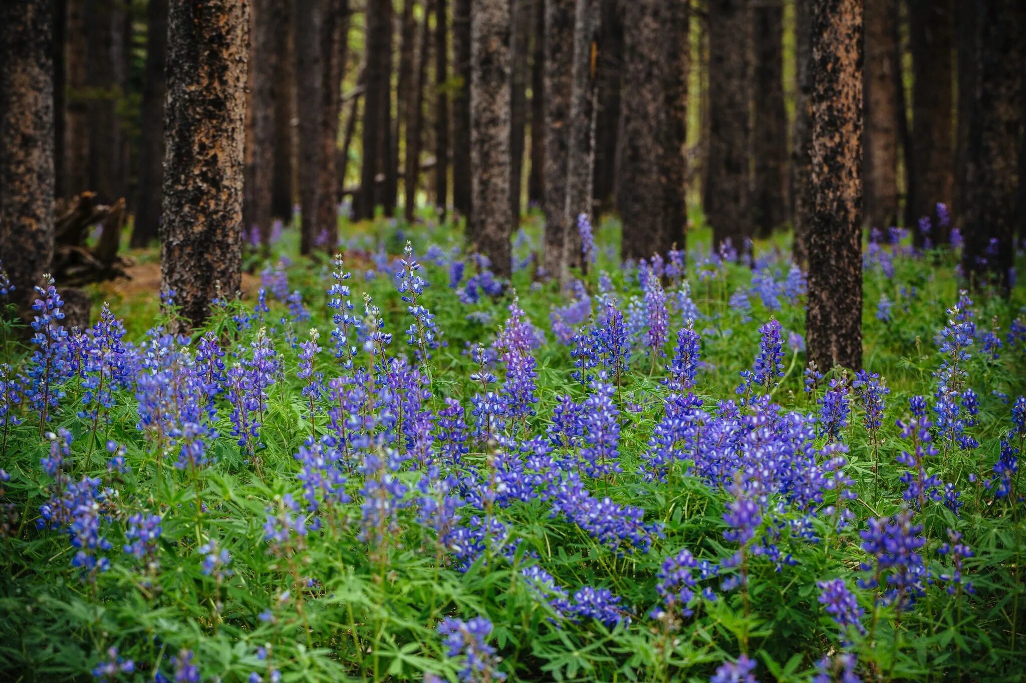 Растения леса фото Wallpaper : forest, flowers, garden, nature, plants, flower, flora, meadow, wild