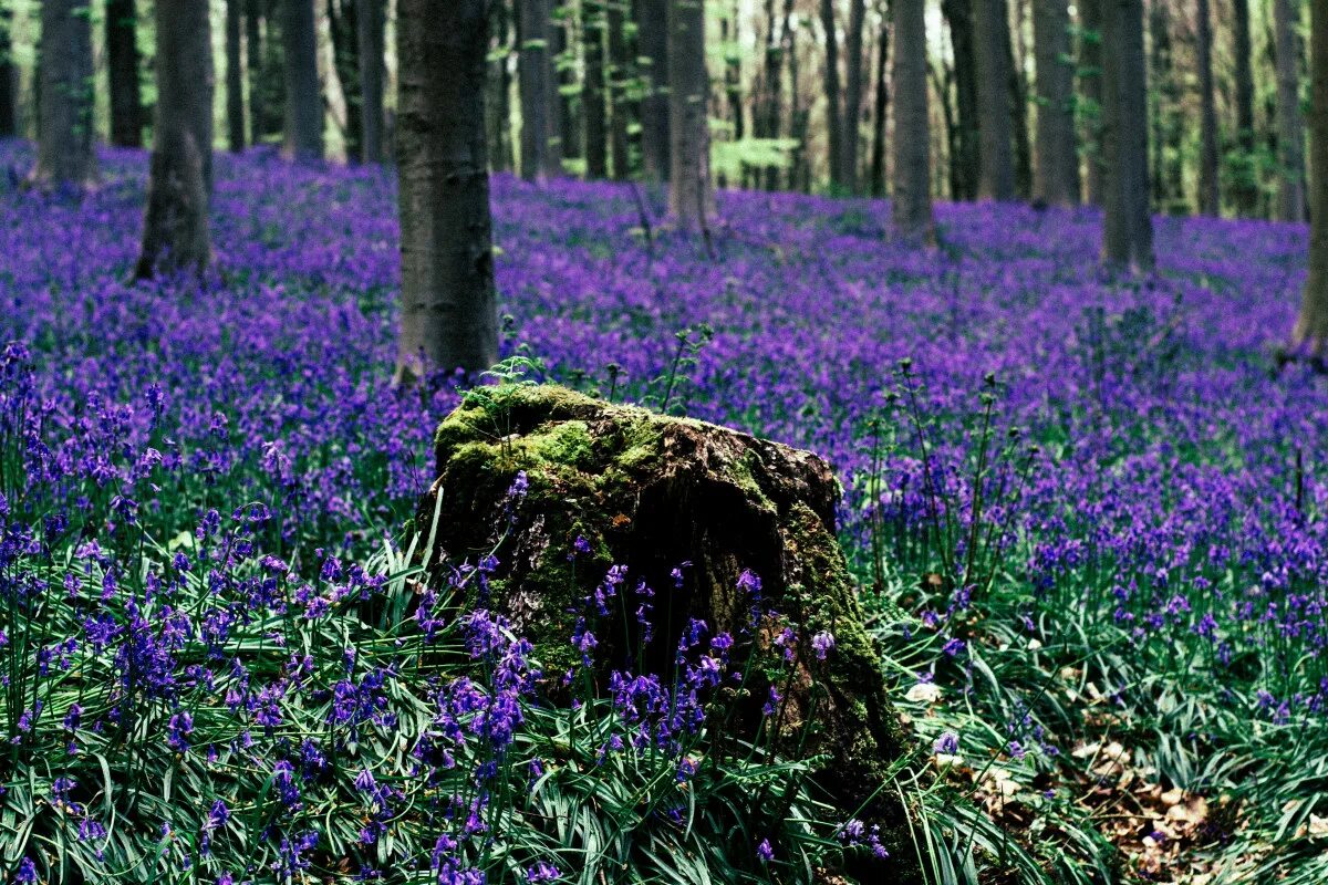 Растения леса фото Free Images : forest, grass, field, meadow, flower, flora, wildflower, bluebonne