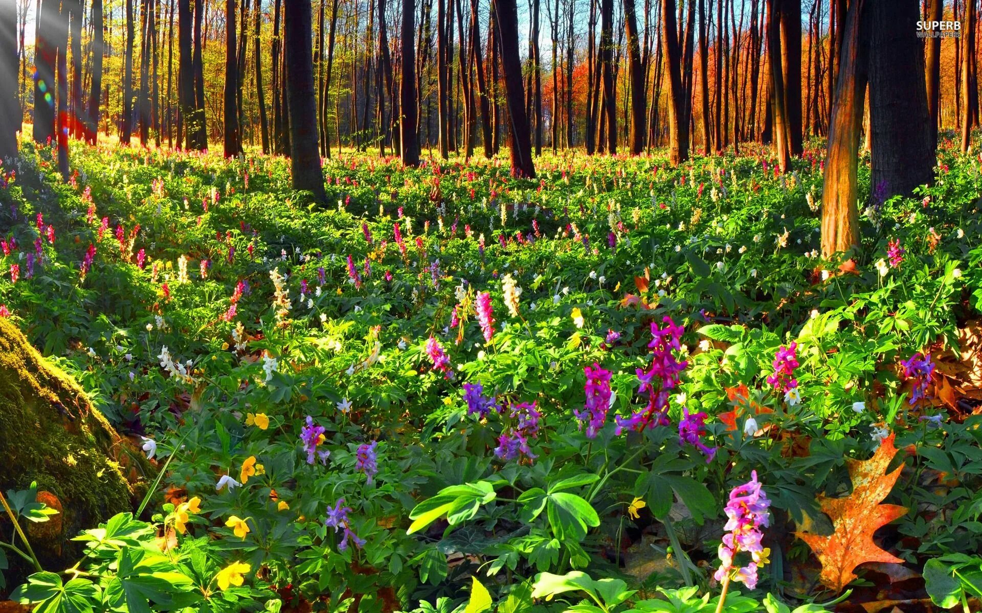 Растения леса фото Flower meadow Rainforest flowers, Forest flowers, Types of flowers