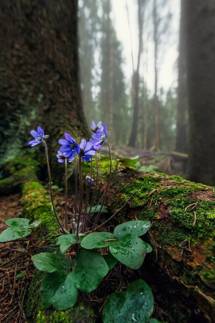 Растения леса фото Pin by Николай Александрович on ФОТО. Forest flowers, Spring forest, Flowers nat