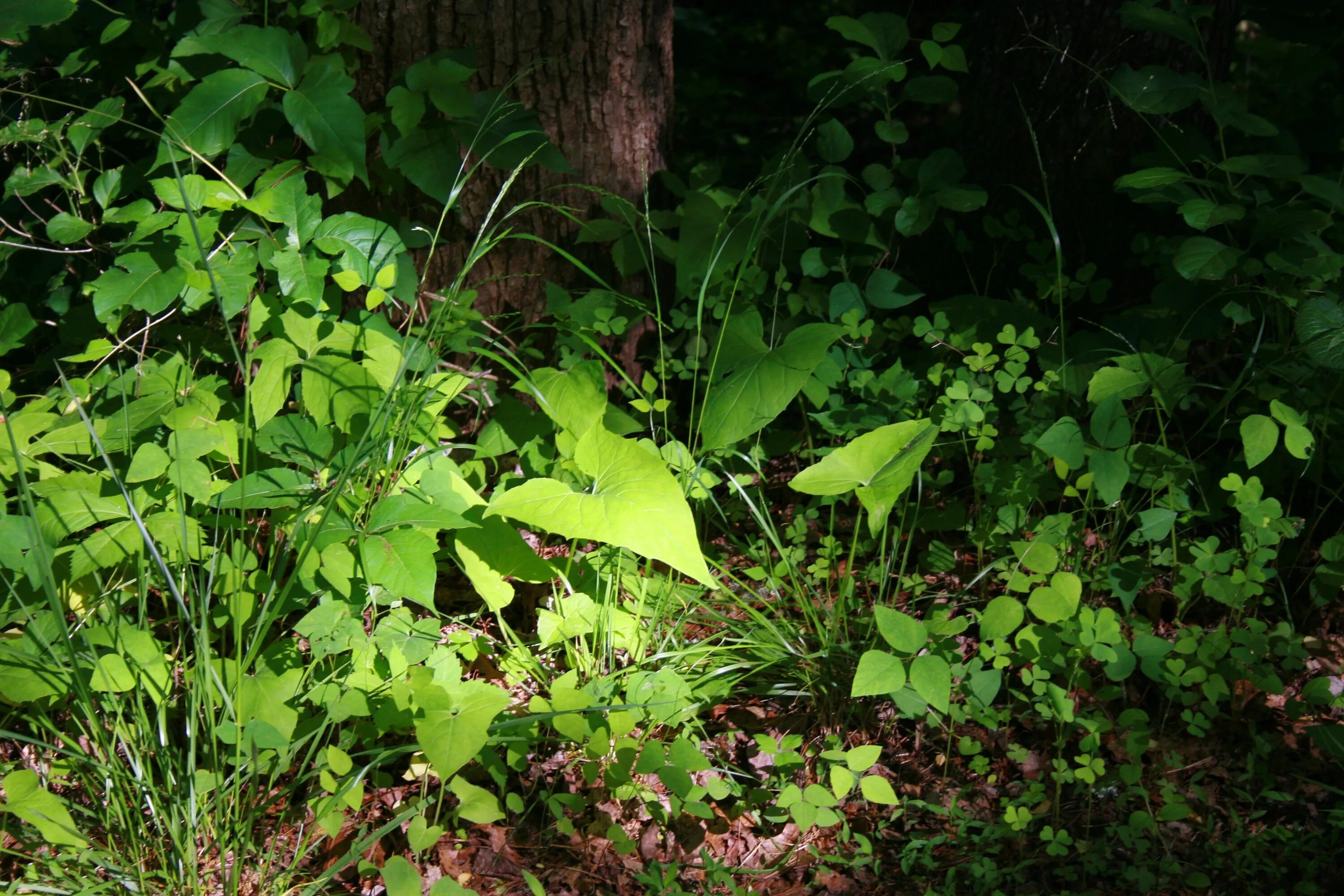 Растения леса фото названия Green forest floor in the light free image download