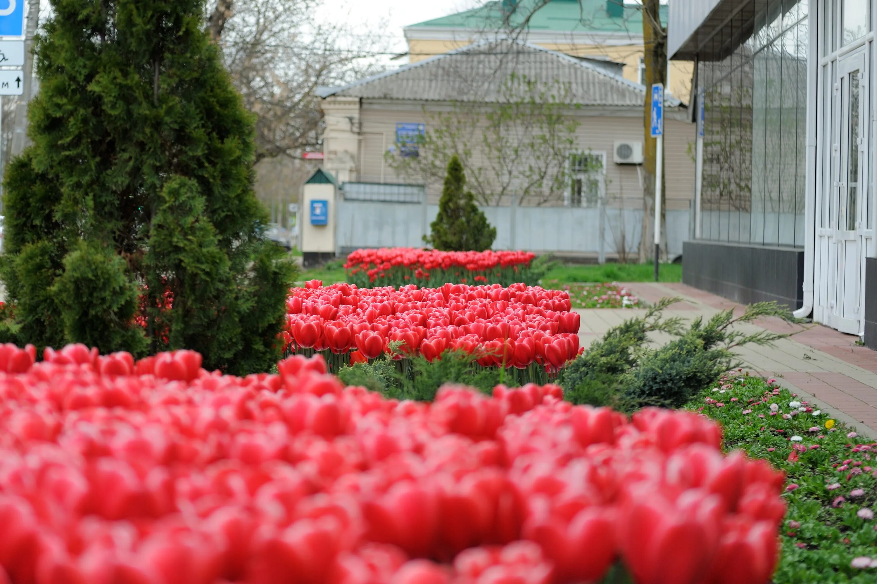 Растения майкоп ул кирова 22 фото Новости город Майкоп