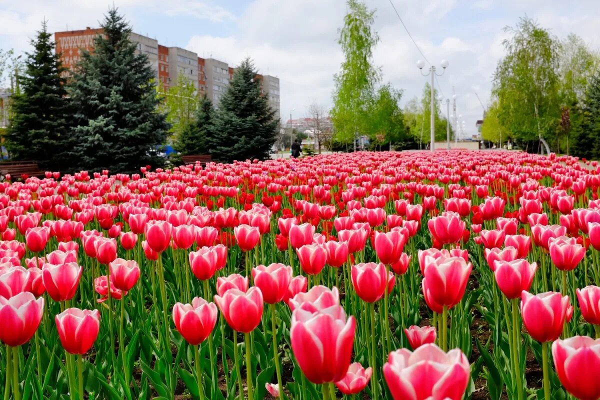 Растения майкоп ул кирова 22 фото Цветущий Майкоп. Бульвар Победы - voynovphoto.ru