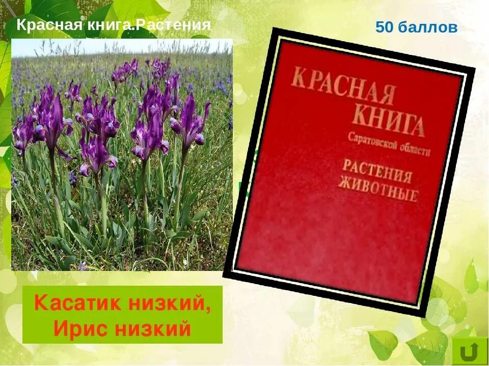 Растения международной красной книги фото Всемирная красная книга растения