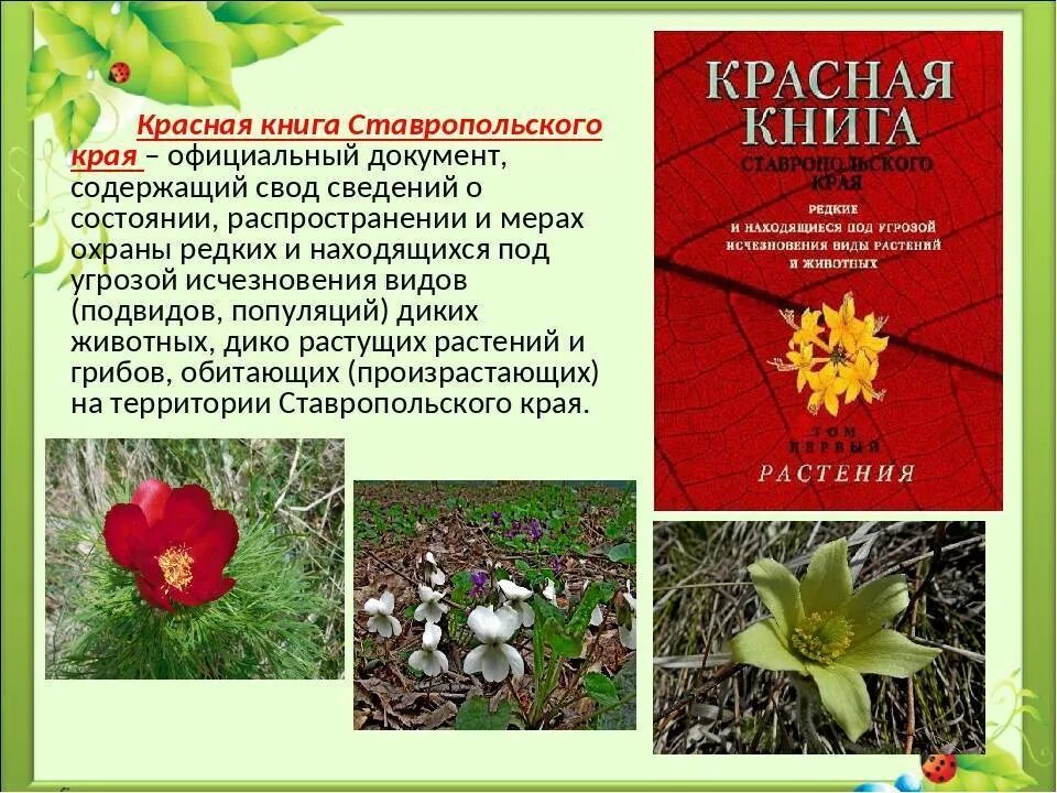 Растения международной красной книги фото и описание Картинки РАСТЕНИЕ ЗАНЕСЕННОЕ В КРАСНУЮ КНИГУ ОПИСАНИЕ