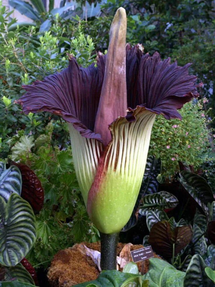 Растения мира фото и названия Amorphophallus titanum (Titan Arum) - World of Flowering Plants Vackra blommor, 