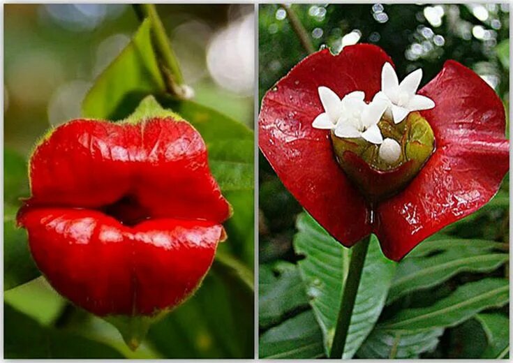 Растения мира фото и названия El misterioso caso de La flor del beso: Psychotria elata Unusual flowers, Exotic