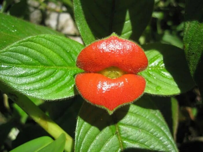 Растения мира фото и названия How to Grow and Care for Hot Lips Plant - World of Flowering Plants Hot lips pla