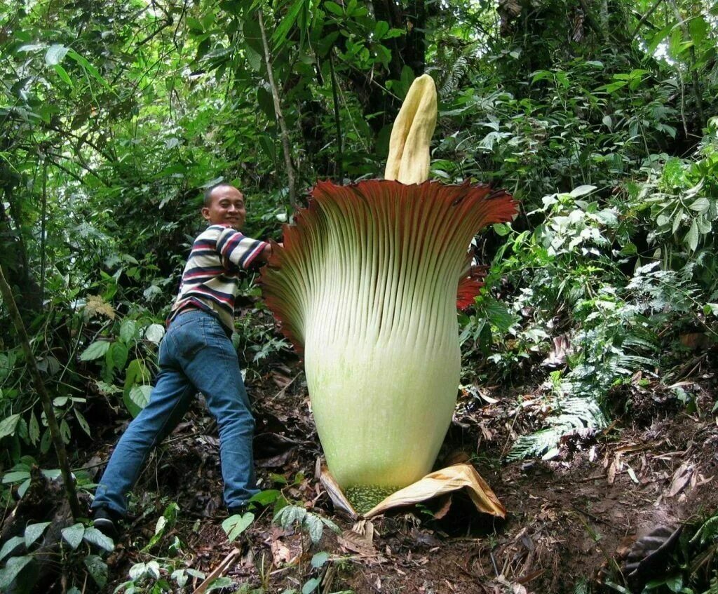 Растения мира фото и названия Amorphophallus Paeoniifolius * Elephant Yam * Perennial Tropical Aroid 10 Seeds 