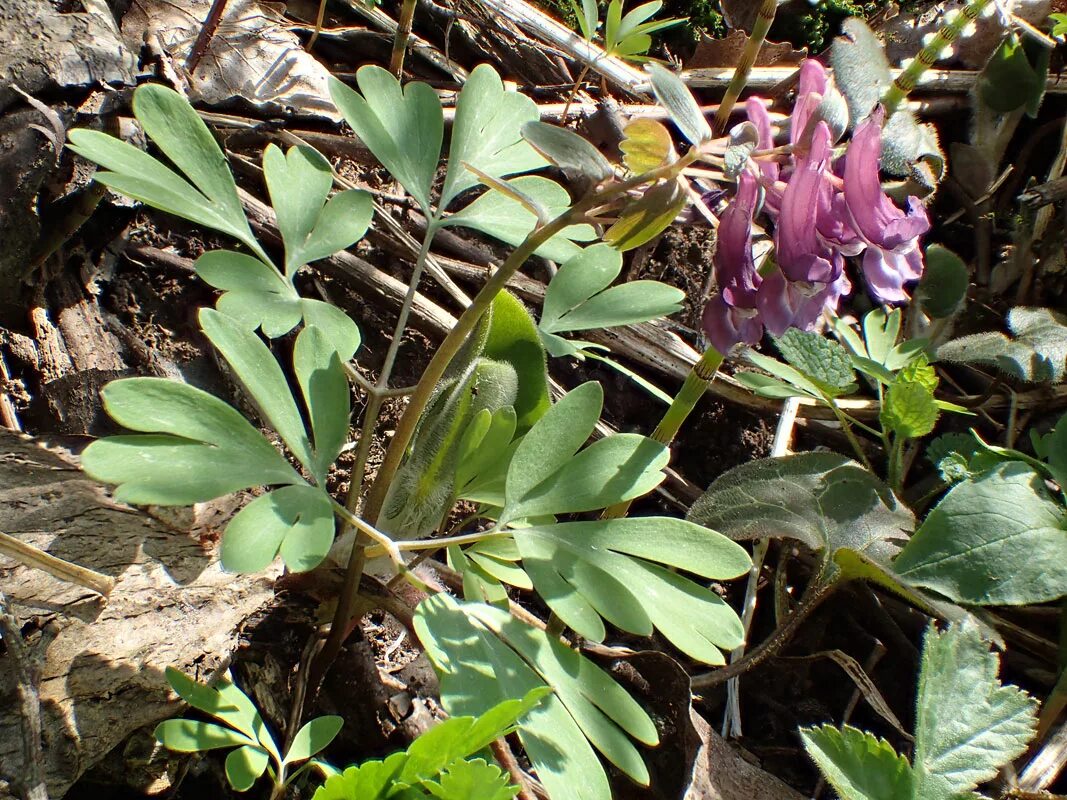 Растения московской области фото Corydalis solida - Image of an specimen - Plantarium