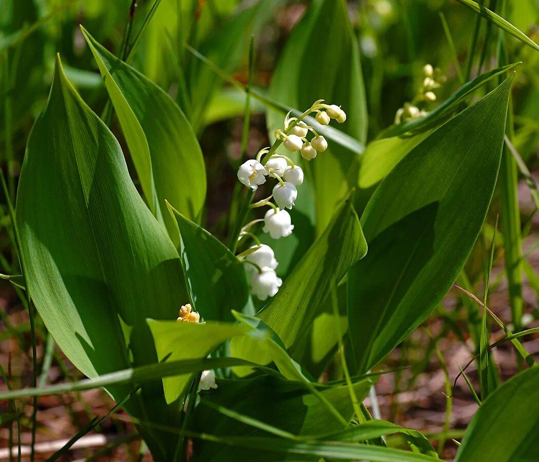 Растения московской области фото Convallaria majalis - Image of an specimen - Plantarium