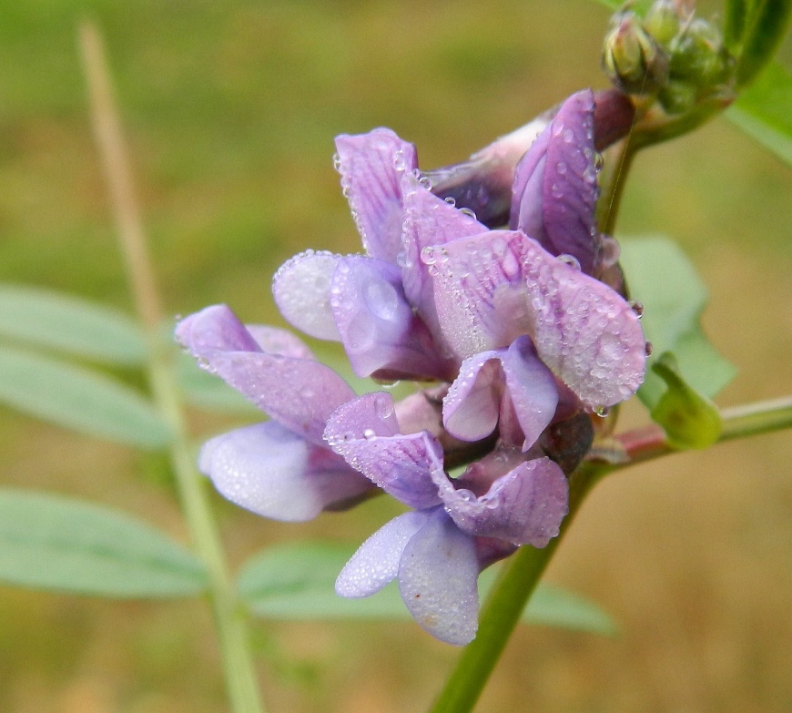 Растения московской области фото Vicia sepium - Image of an specimen - Plantarium