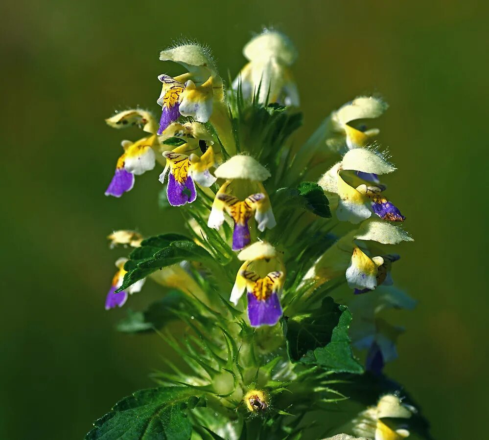 Растения московской области фото Galeopsis speciosa - Image of an specimen - Plantarium