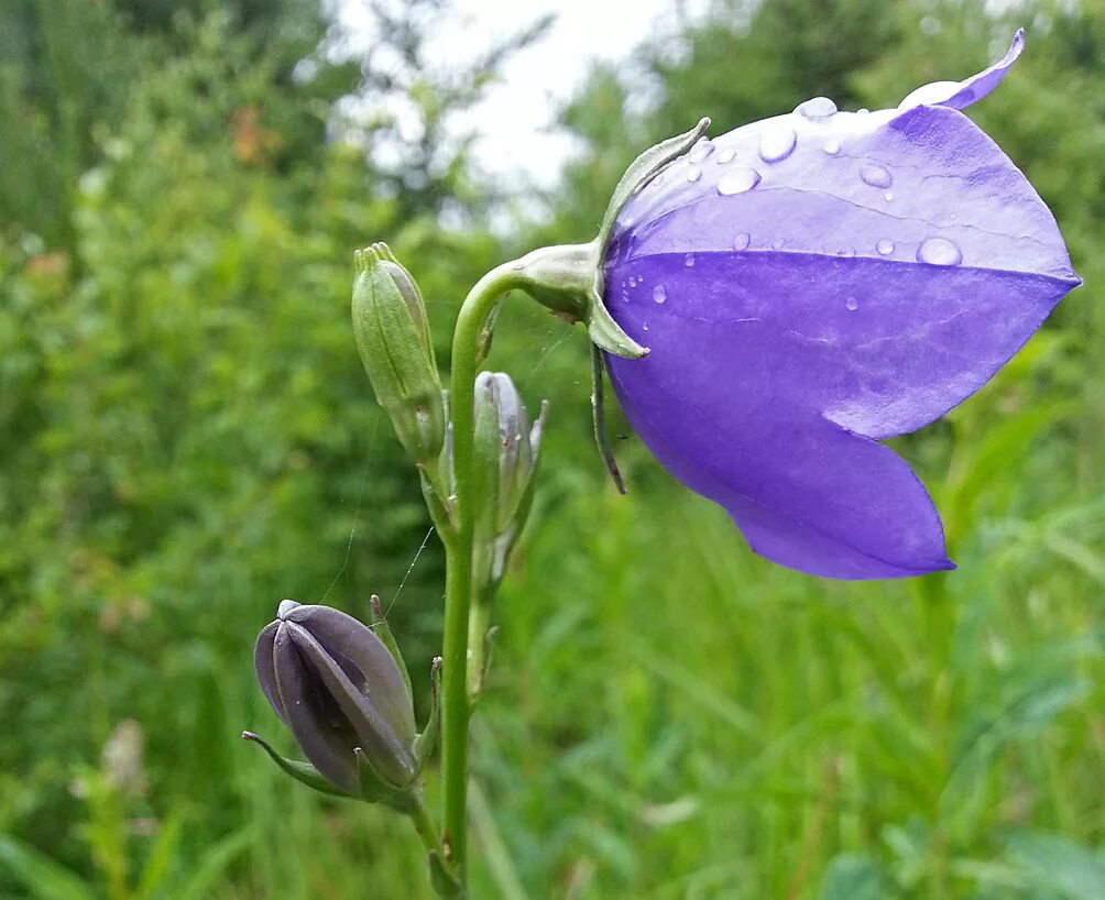 Растения московской области фото Campanula persicifolia - Image of an specimen - Plantarium